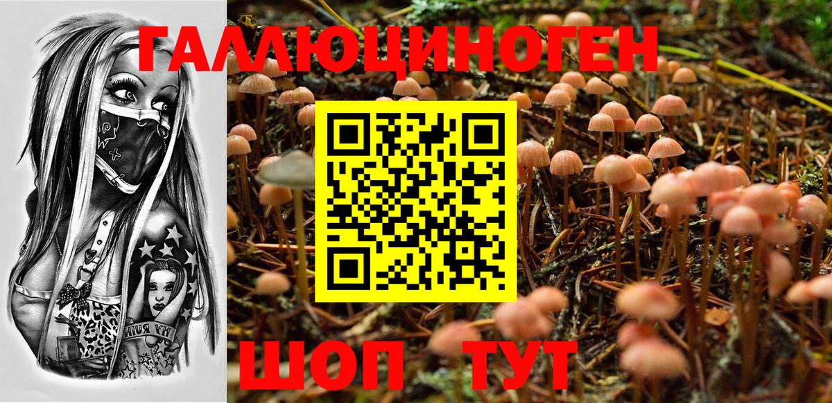 Качканар  Галлюциногенные грибы Psilocybine cubensis  Вход с VPN 
